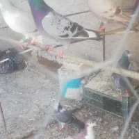 چند عدد کبوتررنگه