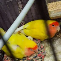 یک جفت کوتوله|پرنده|قم, شهرک سازمان آب|دیوار