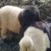 نرمیش|حیوانات مزرعه|مسجد سلیمان, |دیوار