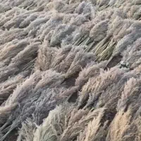 پامپاس به صورت عمده|گل و گیاه طبیعی|گلستان (تهران), |دیوار