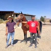 اسب دره شور|اسب و تجهیزات اسب‌سواری|ابهر, |دیوار