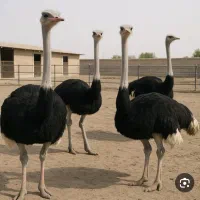 شتر مرغ مولد