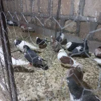 کبوتر ارزون|پرنده|جوین, |دیوار