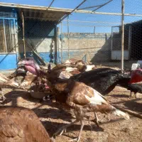 بوقلمون|حیوانات مزرعه|قم, کوه سفید|دیوار