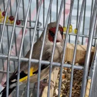 سهره و گلبسر