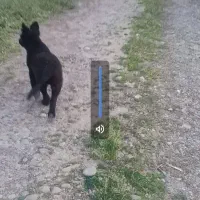 توله سگ چهار ماهه دو رگ ژرمن بلاک و قهدیرجانی