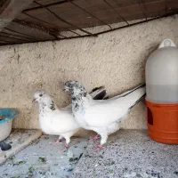 کبوتر پرشی تهرانی|پرنده|مسجد سلیمان, |دیوار