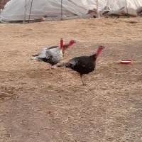 بوقلمون|حیوانات مزرعه|ماهیدشت, |دیوار