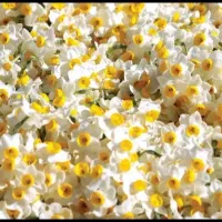 گل نرگس به قیمت عمده تکی با ارسال رایگان