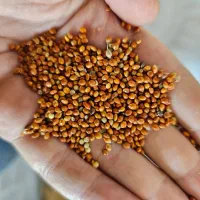 ارزن مرغوب روسی برای تغذیه پرندگان|لوازم جانبی حیوانات|آستارا, |دیوار