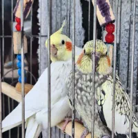 دو عدد عروس هلندی نرو ماده تخم گذار خوش رنگ
