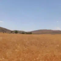 گندم دیم