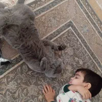 اسکاتیش نر رایگان نیست|گربه|پردیس, فاز ۸|دیوار