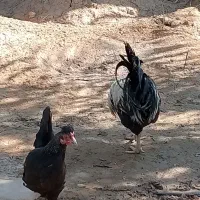 مرغ و خروس عربی اصل اصل تخم گذار