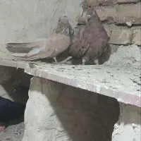 یک جفت کبوتر عالی|پرنده|ارومیه, |دیوار