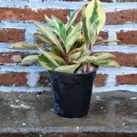 گل اپارتمانی|گل و گیاه طبیعی|سنندج, |دیوار