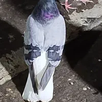 نر سبز دم سفید