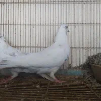 تهرانی ساعت بالا|پرنده|اصفهان, قهاب جنوبی|دیوار