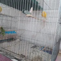 قناری رنگ روشن درجه 1