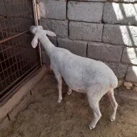 بره نر لاکان اصل