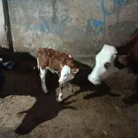 گاو سیمینتال درجه یک|حیوانات مزرعه|هشترود, |دیوار