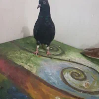 کبوتر ۱۶پردم دم سفید