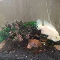 آکواریوم شرکتی مدل دلسا|ماهی|مشکیندشت, |دیوار