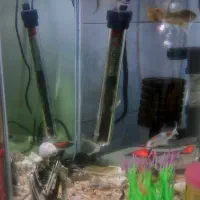 اکواریوم سالم باماهی