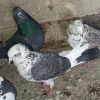 کبوتر گمشده