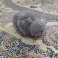 طوطی برزیلی