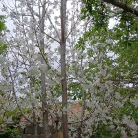 خونه فروشی یا معاوضه