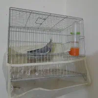 یک عدد عروس هلندی نر