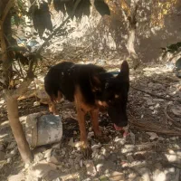 سگ کینگ،،|سگ|درب بهشت, |دیوار