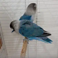 کوتوله عروس مولد