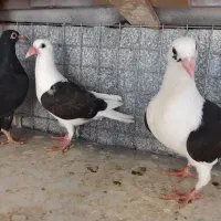 کبوتر آس پر فری وپلنگ سیاه|پرنده|گنبد کاووس, |دیوار