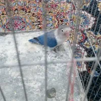 طوطی کوتوله نر سالم ضمانتی