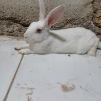 خرگوش