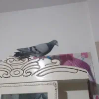 کبوتر زیبا|پرنده|نیشابور, هفده شهریور|دیوار