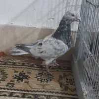 کبوتر قزوینی سرور پلاکی یا کبوتر سار هفت رنگ