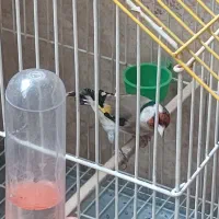 سهره نر و ماده|پرنده|ری, فیروزآبادی|دیوار