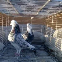 کبوتر پرشی و طوقی