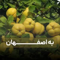 فروش نهال به اصفهان ضمانت رشد +اشانتیون