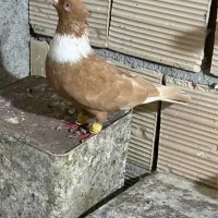 کلاغ نواری زرد جفت با هم ۴۰ سانتی