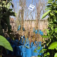 فروش نهال و درخت چند ساله