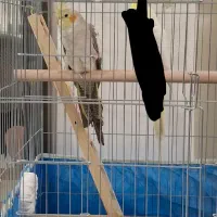 عروس هلندی ماده ۱ ساله