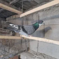 سبز کفتری