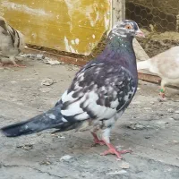 کفتر بومب و جوجه ۱۰عدد