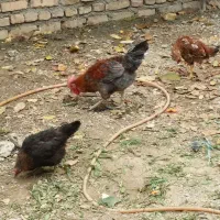 مرغ و خروس و جوجه