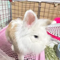 خرگوش لوپ نر|موش و خرگوش|کرمانشاه, |دیوار