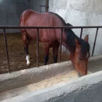 یک عدد اسب ،نریون (نر)،۳ساله